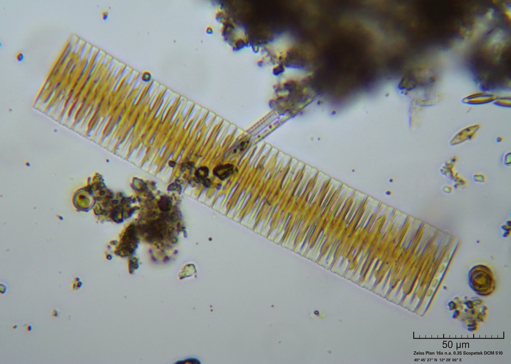 Fragilaria